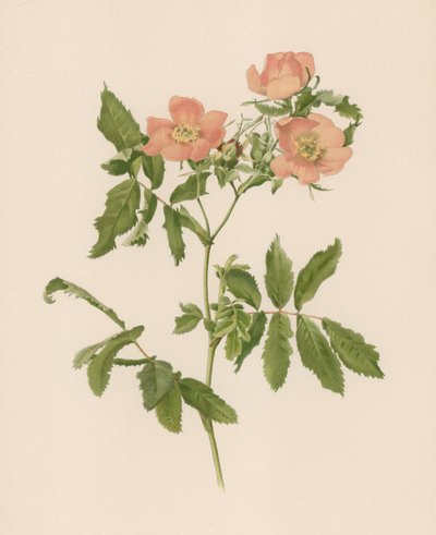 English Rose by English School